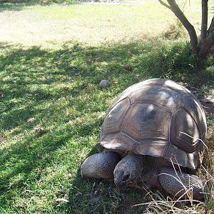 Aldabra Giant Tortoise