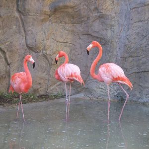 Caribbean Flamingo