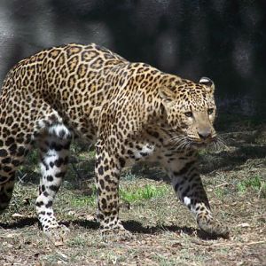 Leopard