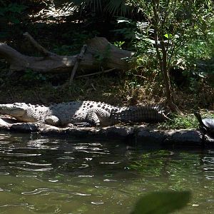 American Crocodile