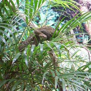 Mexican Green Rattlesnake