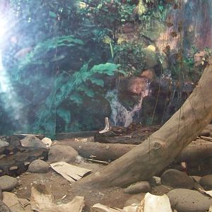 Yawning Reticulated Python