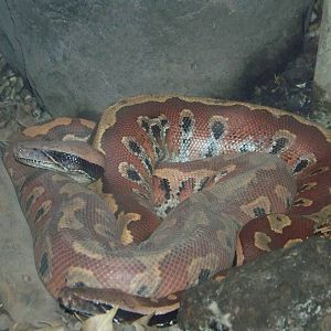 Blood Python