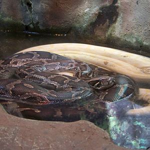 Burmese Pythons