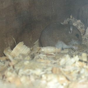Deer Mouse