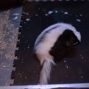 Striped Skunk