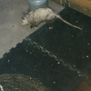 Virginia Opossum
