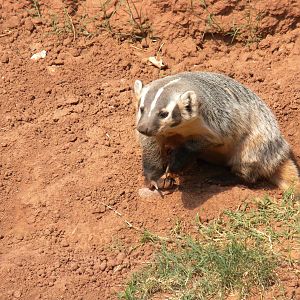 American Badger