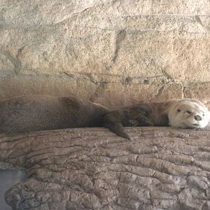 North American River Otter
