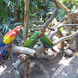 Scarlet and Green Macaws