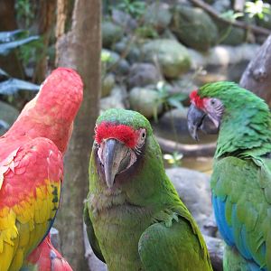 Scarlet and Green Macaws