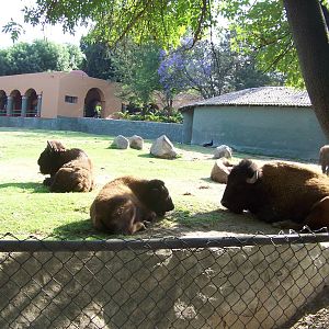 American Bison