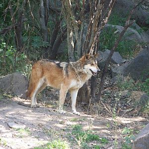 Mexican Wolf