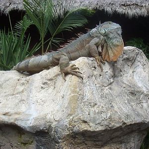 Green Iguana