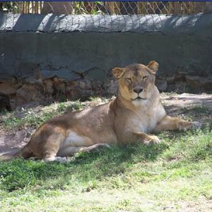 African Lioness