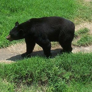 American Black Bear