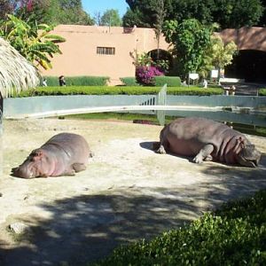Hippos