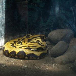 Reticulated Python