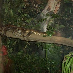 Boa Constrictor