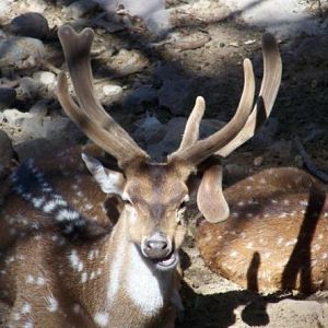 Chital Deer