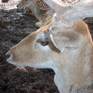Fallow Deer