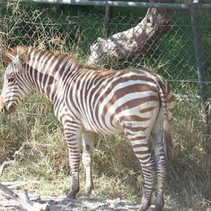 Archie the Red Zebra