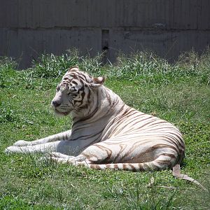 White Tiger