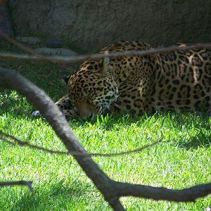 Jaguar