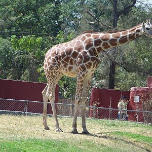 Reticulated Giraffe