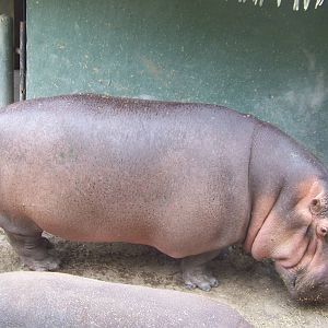 Hippopotamus