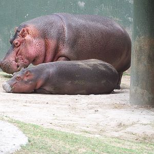 Hippo and baby... and pigeon