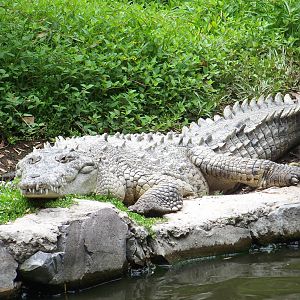 American Crocodile