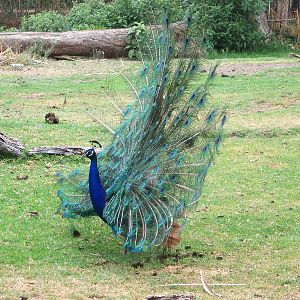 Indian Peacock