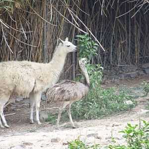 Llama and Rhea