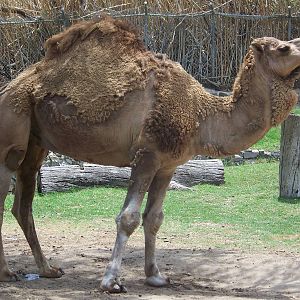 Dromedary