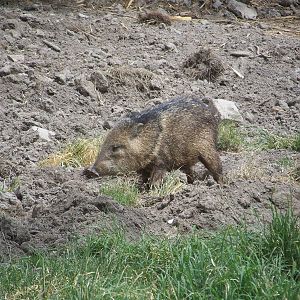 Collared Peccary