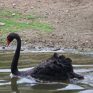Australian Black Swan