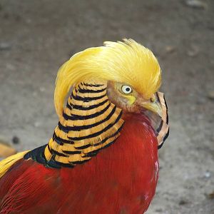 Golden Pheasant