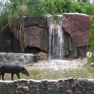 Tapir
