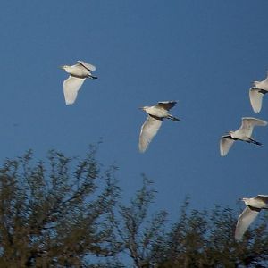 Egrets