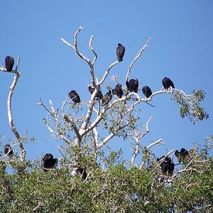 Black Vultures