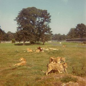 African Lions 1976