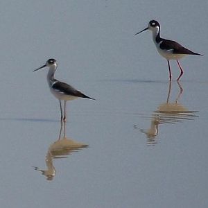 Black Necked Stilts