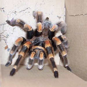 Mexican Red Knee Tarantula