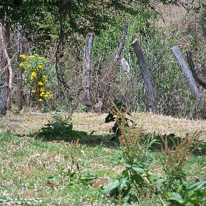 Roadrunner (look closely)