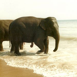 Circus Elephants at Bridlington 1991