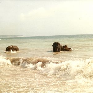Circus Elephants at Bridlington 1991