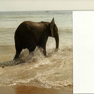 Circus Elephant at Bridlington 1991