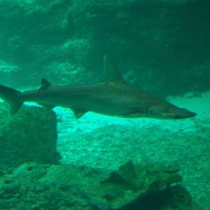 Bonnethead Shark