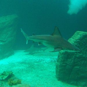 Sandbar Shark